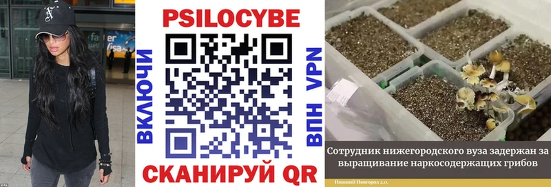 Псилоцибиновые грибы Cubensis Дно